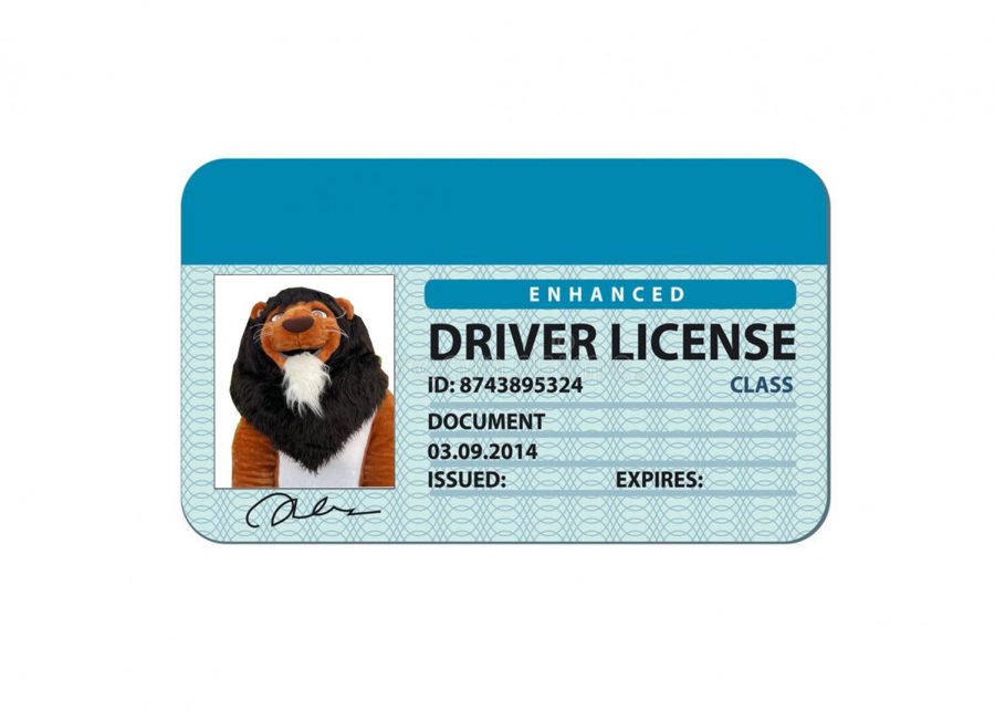 A Drivers License Graphic by Avery Rayman, Advertising editor for LNO.