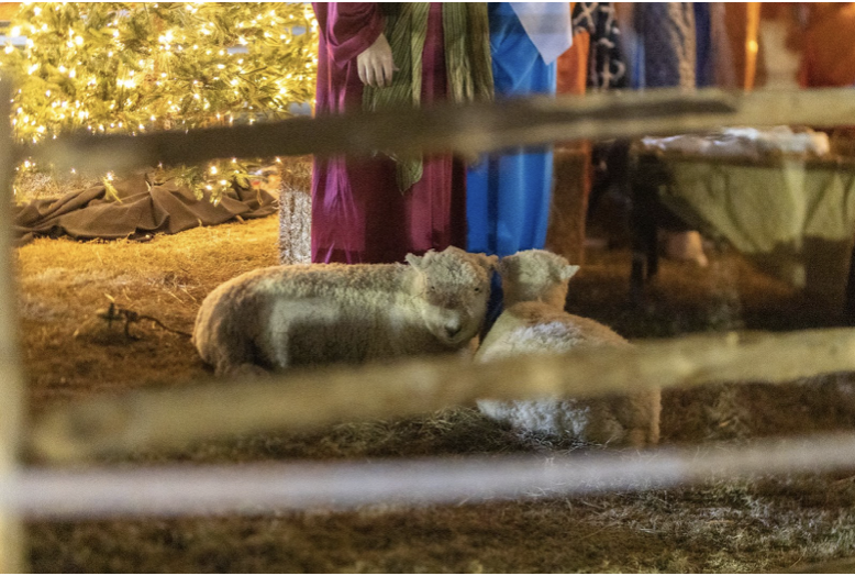 People look at the sheep at the Live Nativity.
