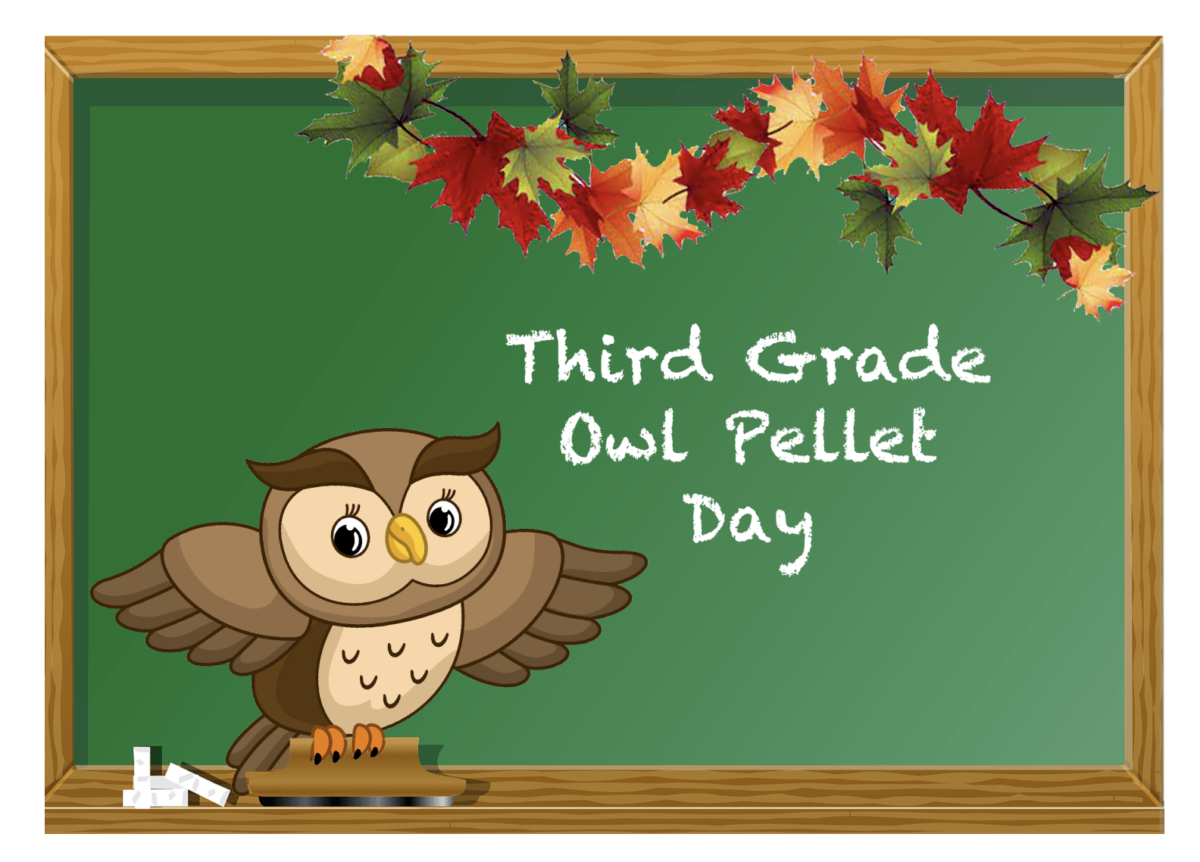 Owl Pellet Day